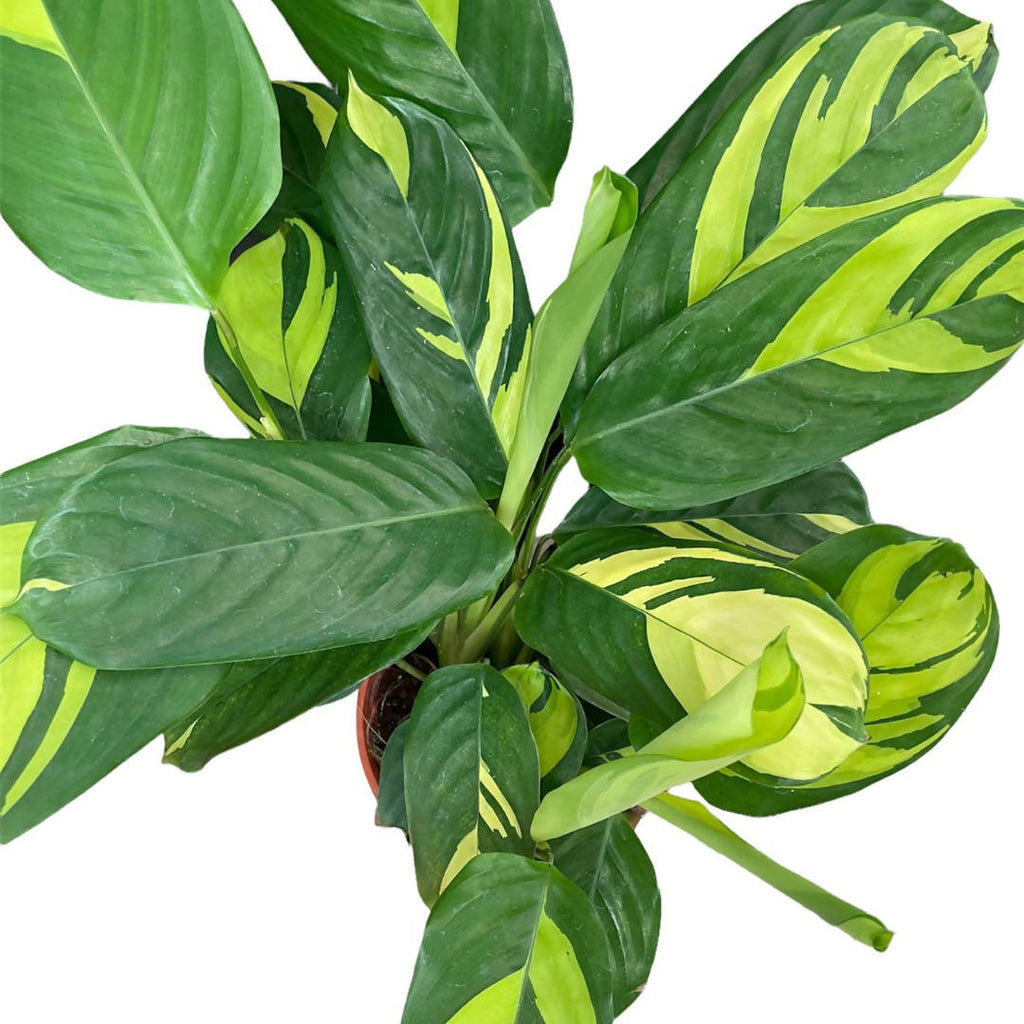 Ctenanthe lubbersiana, Never Never Plant, Bamburanta (0.4m)