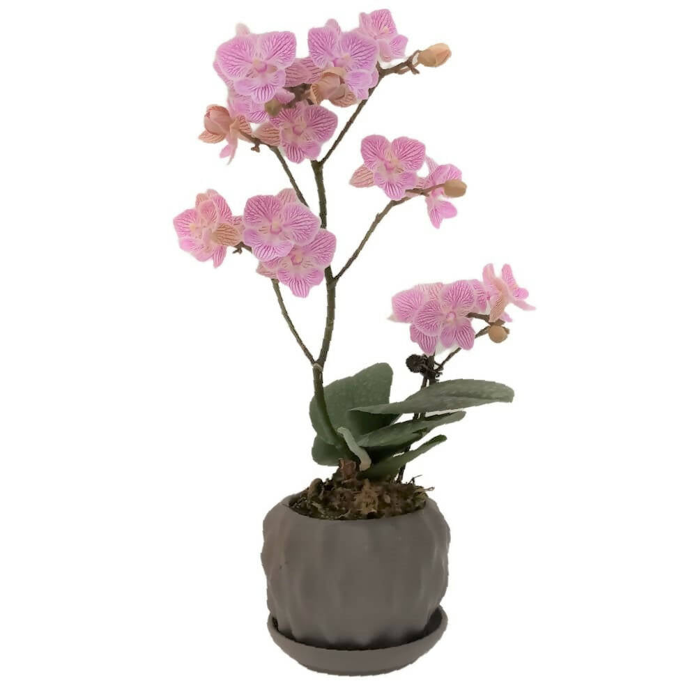 1 Mini Phalaenopsis in Pot