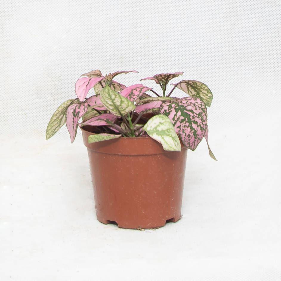 Hypoestes Phyllostachya (0.2m)