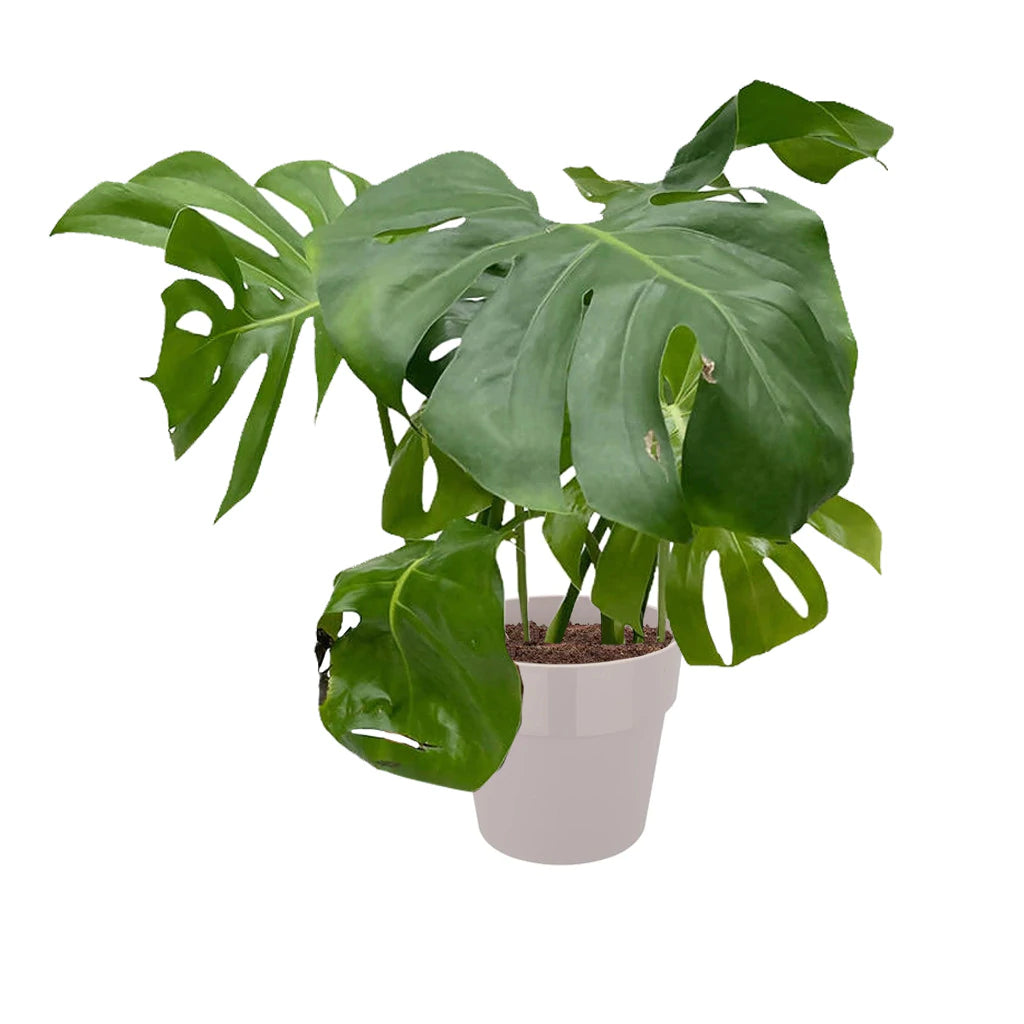 Monstera deliciosa in Warm Grey B. for Original Round 30cm (0.6m)