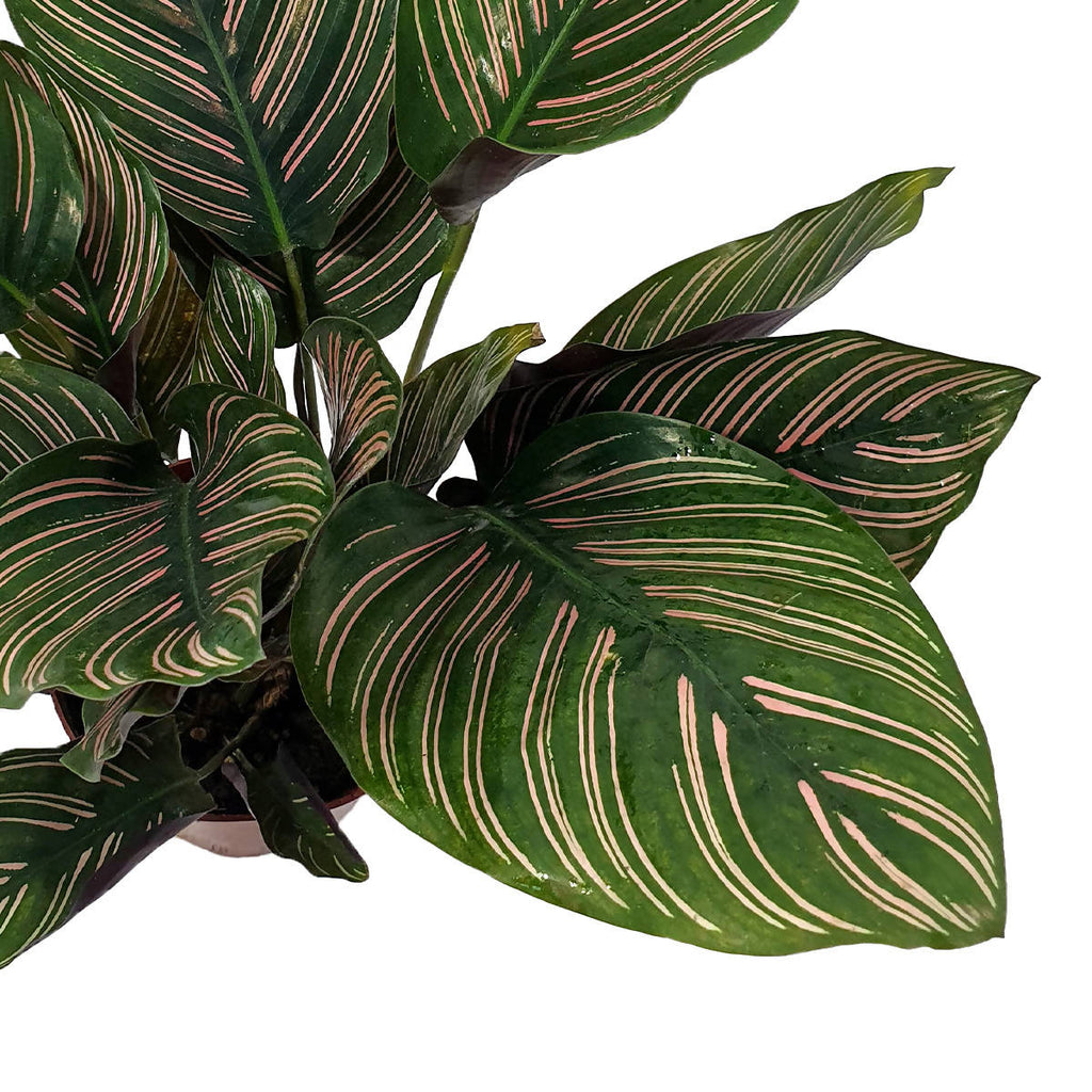 Calathea Ornata Pinstripe (0.40m)