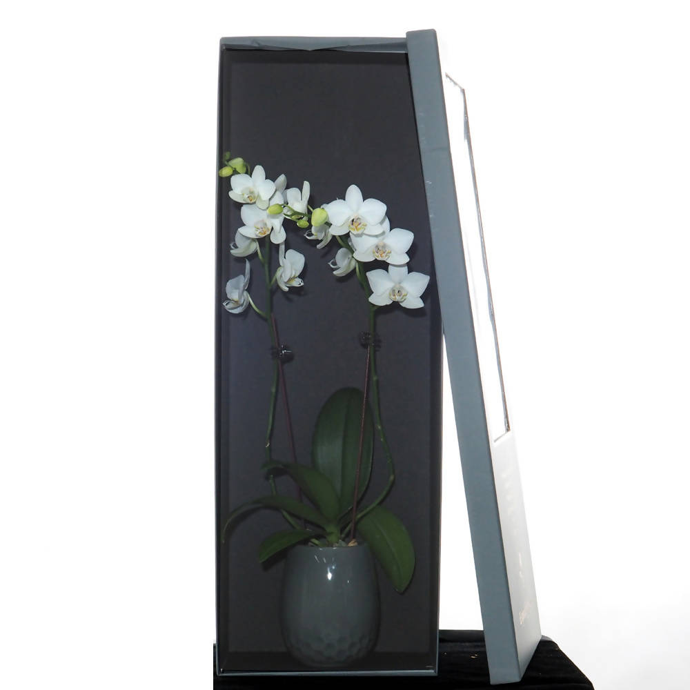 Phalaenopsis Gift Box A