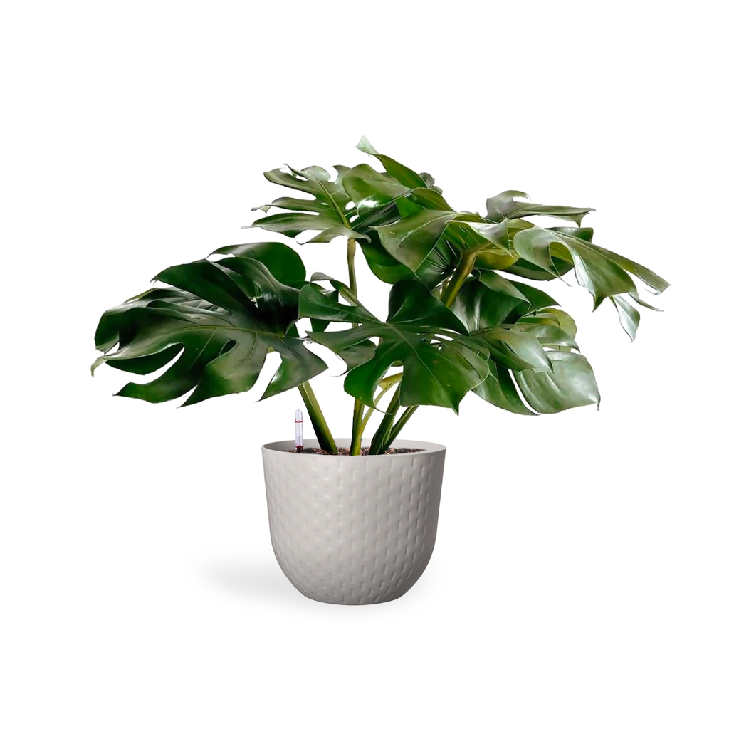Monstera deliciosa in Pebble Grey Fuente Grains Round (0.6m)