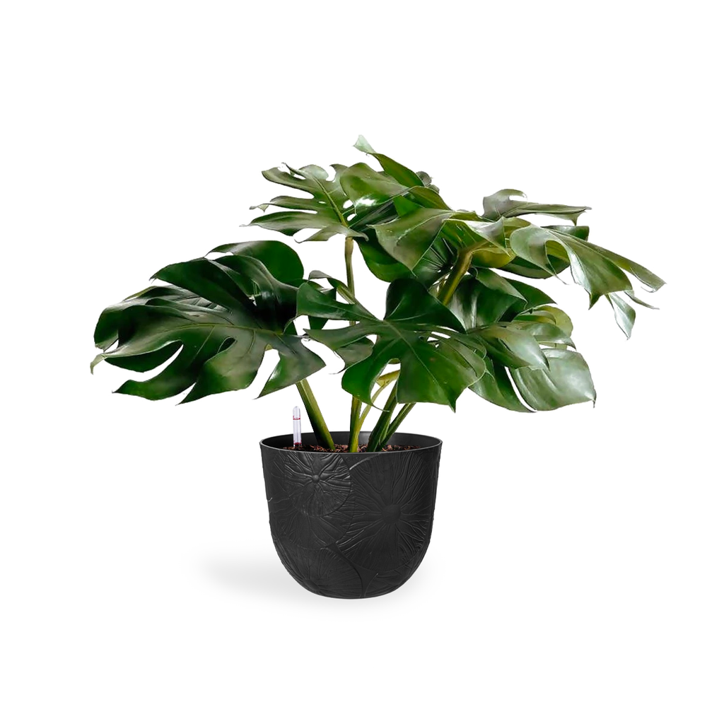 Monstera deliciosa in Onyx Black Fuente Lily Round (0.6m)