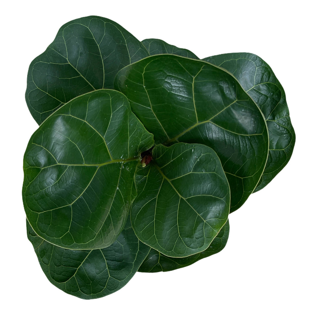 Ficus Lyrata, Fiddle-leaf Fig (0.5m)