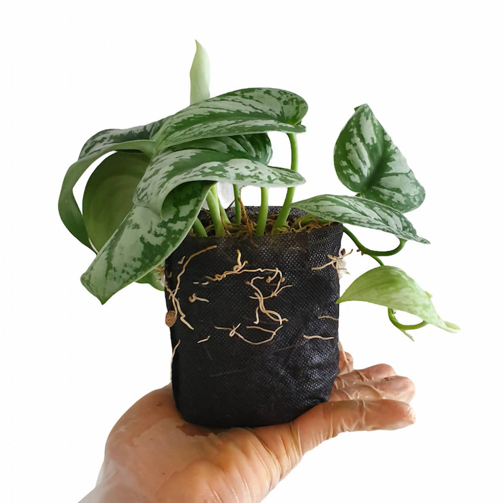 Geotextile Pot