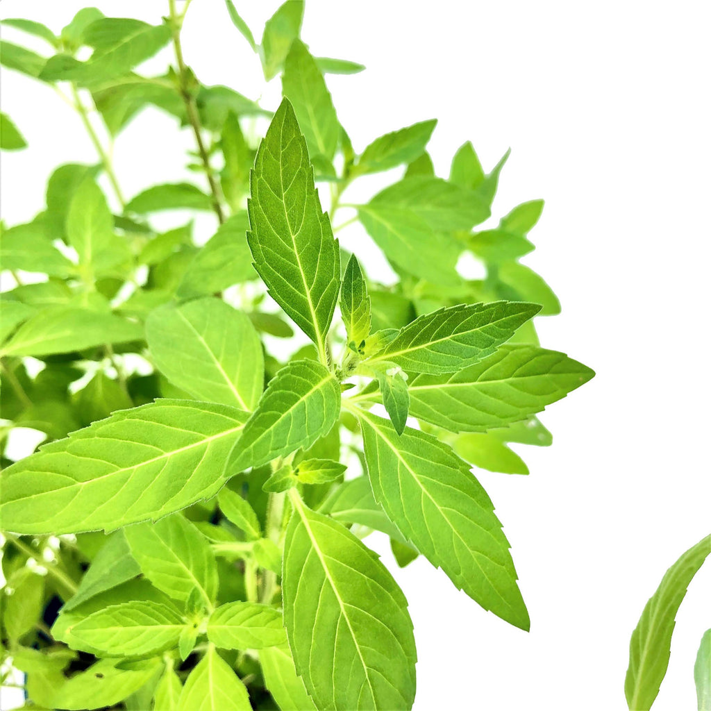 Mentha spicata, Spearmint 留兰香薄荷 (0.3m)