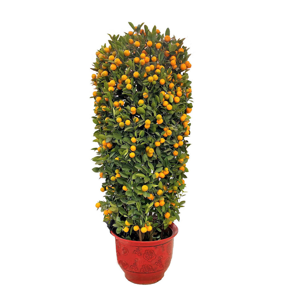 [PRE-ORDER] Four Season Lime 四季桔 in 14 Inch Pot (1.6m)