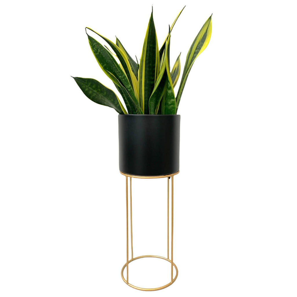 [AS-IS] Sansevieria trifasciata gold flame in black cylindrical metal pot (S)