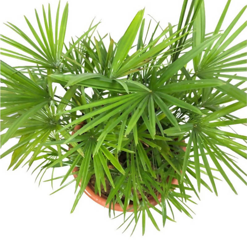Rhapis multifida, Finger Lady Palm, Finger palm (0.8m)