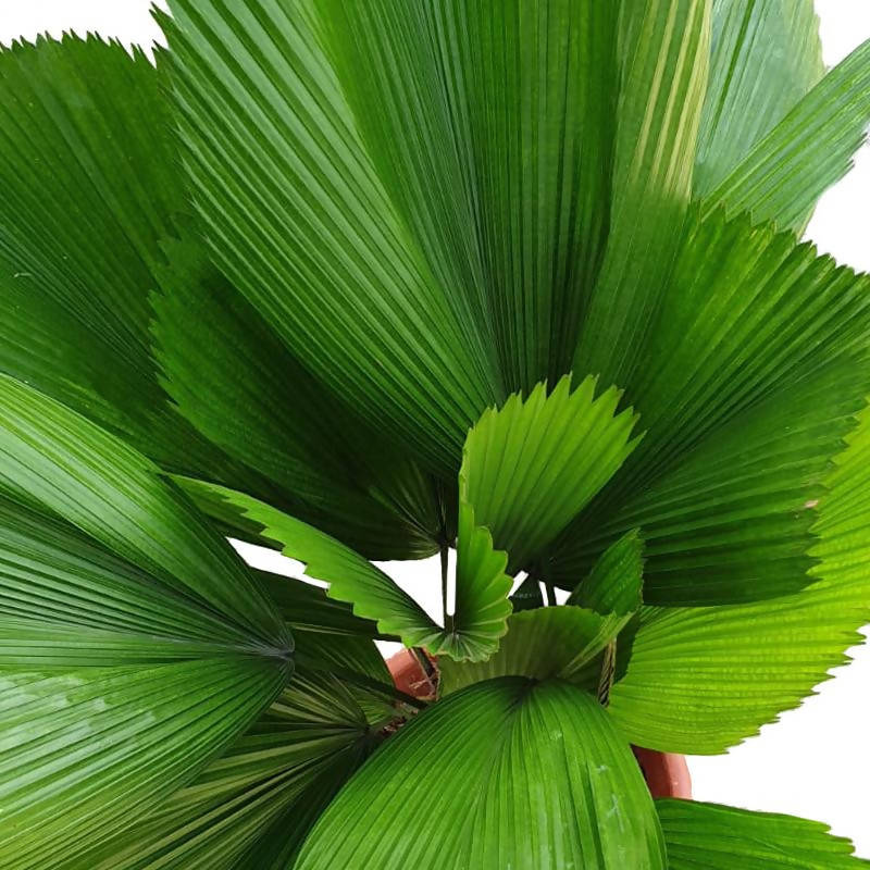 Licuala grandis, Ruffled Fan Palm (1.3m)