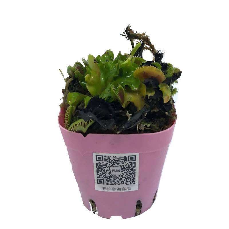 Dionaea Muscipula, Venus Fly Trap in 8cm Pot (0.09m)