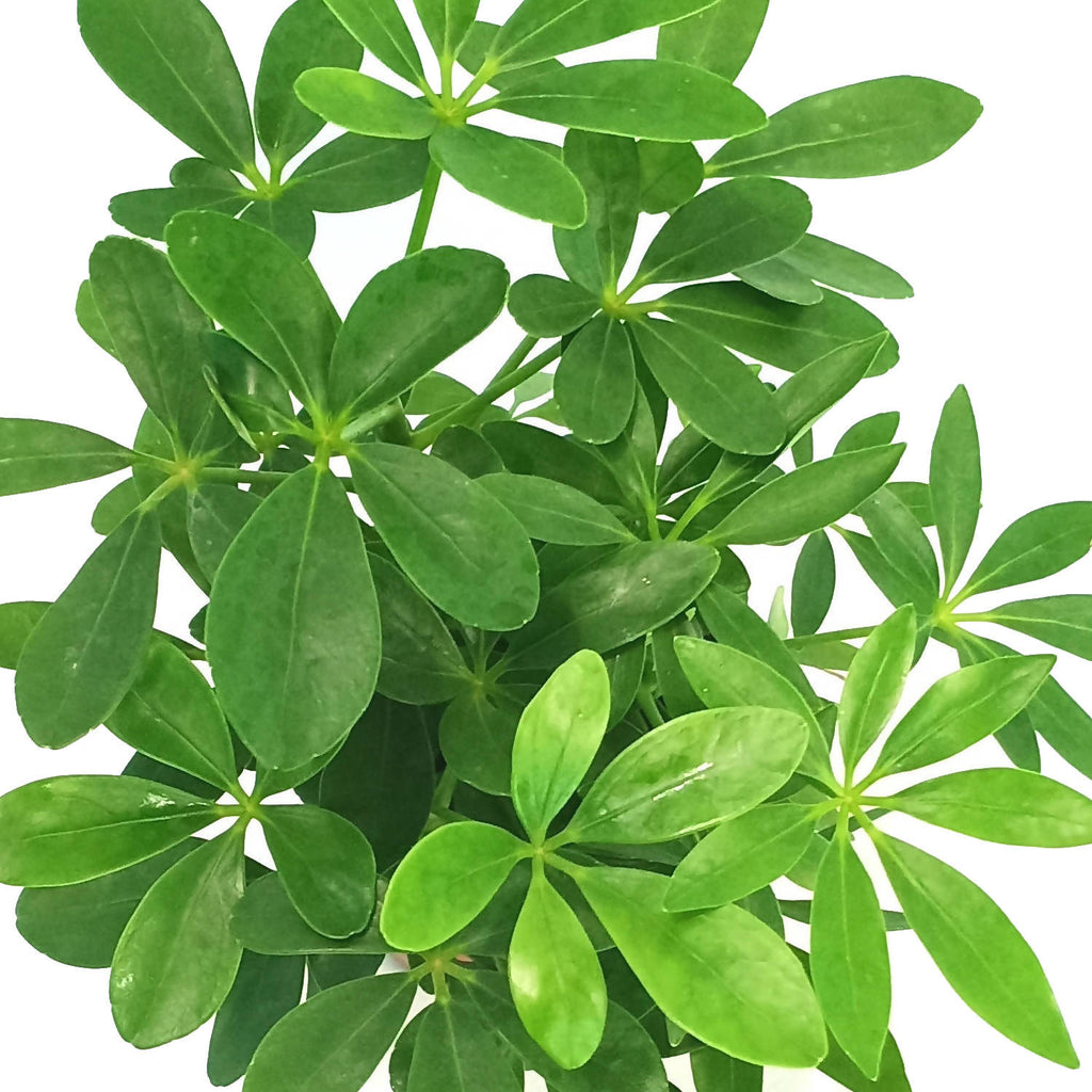 Schefflera Green in White Brussels Round 14cm (0.3m)