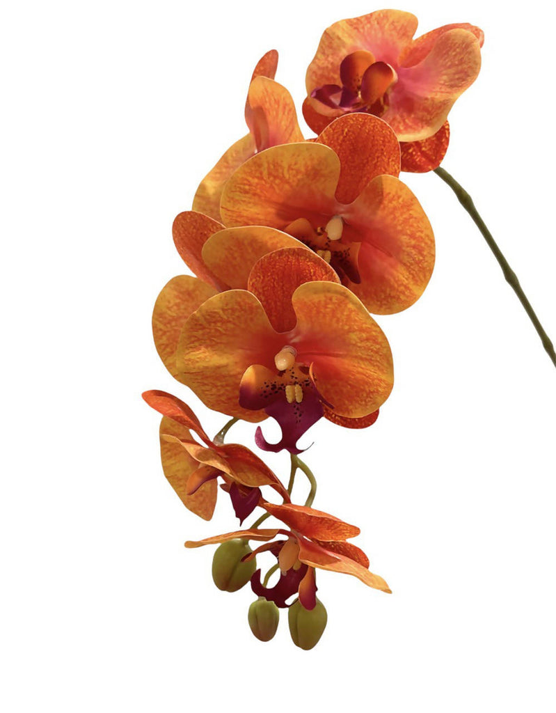 Artificial Phalaenopsis Orchid Arrangement with Curly Fern (0.65m)