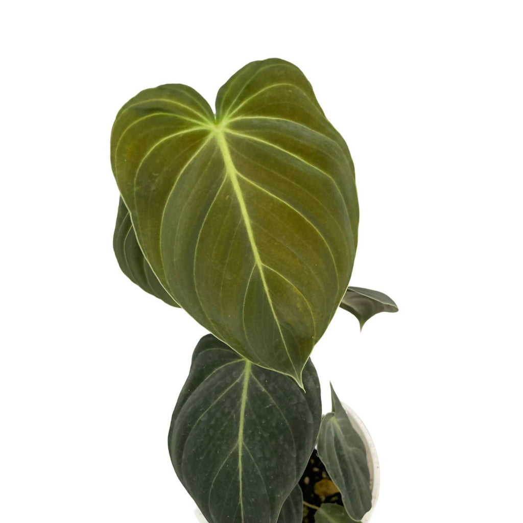 Philodendron Melanochrysum (0.4m)