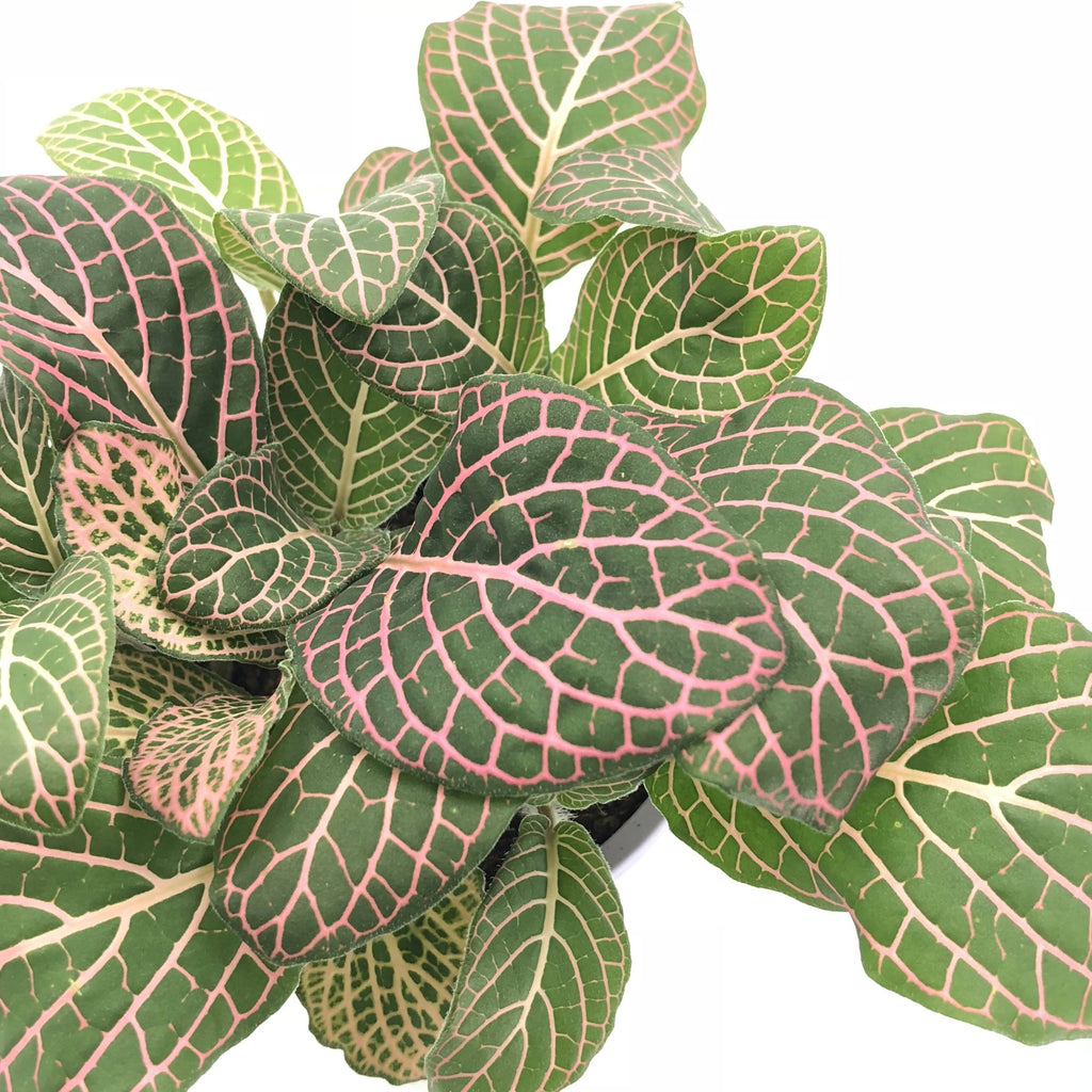 Fittonia sp., Nerve Plant (Pink) (0.05m)