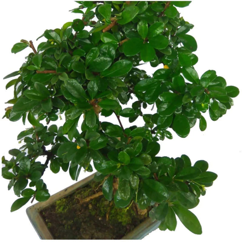 Carmona retusa, Fukien tea Bonsai, Hokkien tea Bonsai / B (0.45m)