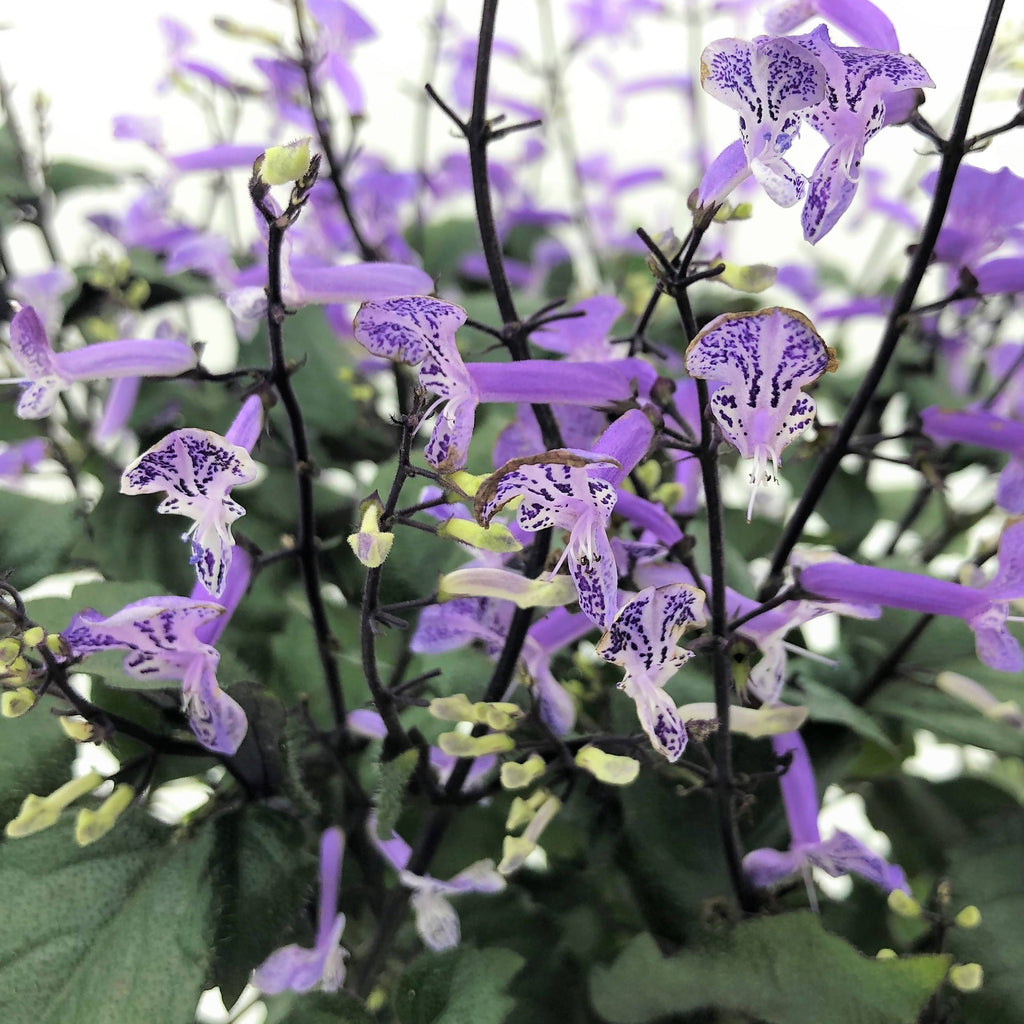 Plectranthus 'Mona Lavender' (0.40m)