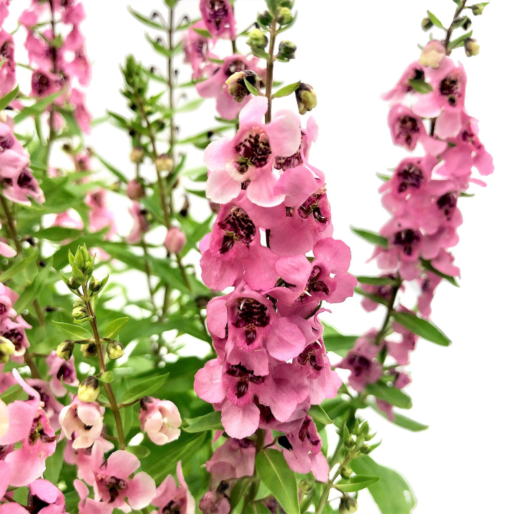 Angelonia angustifolia, Summer Snapdragon, Pink (0.35m)