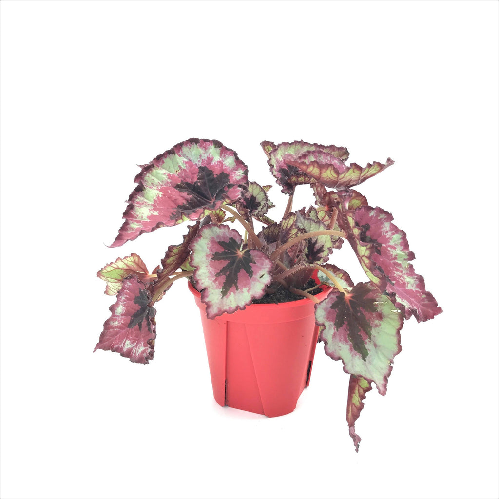 Assorted Begonia Rex-Cultorum, Begonia Leaf (0.20m)