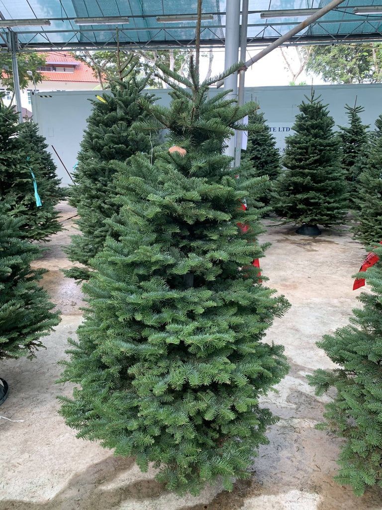 Noble Fir Christmas Tree (5FT - 12FT)