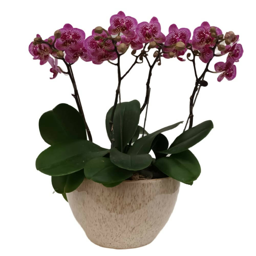 4 Mini Phalaenopsis in Pot
