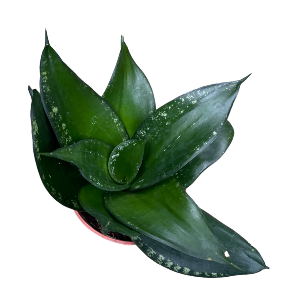 Sansevieria in White Brussels Round Mini 12.5cm (0.2m)