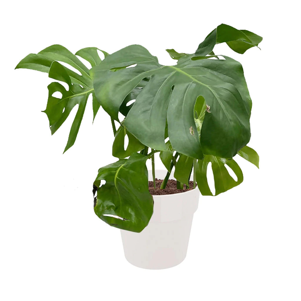 Monstera deliciosa in White B. for Original Round 30cm (0.6m)