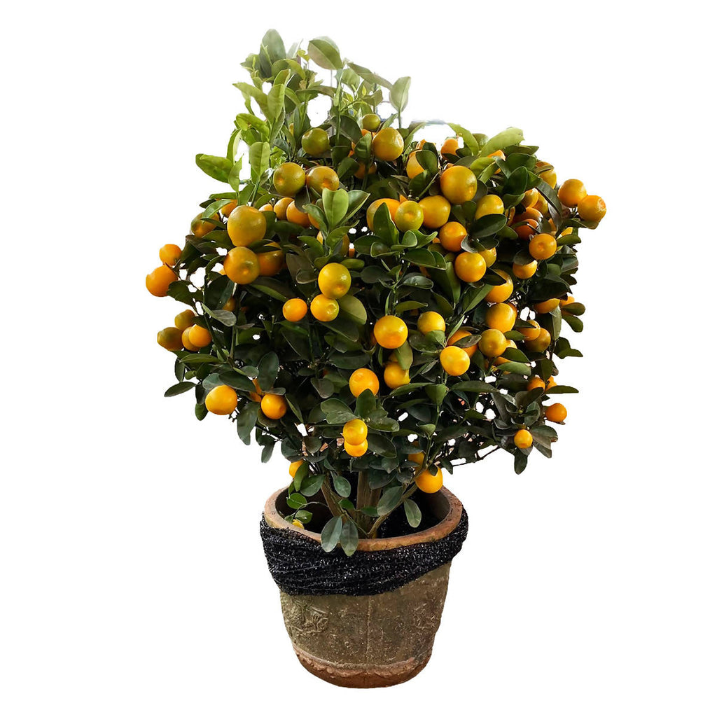 [PRE-ORDER] Dragon Heart Lime 龙胆桔 in 12 Inch Pot (0.6 - 0.8m)