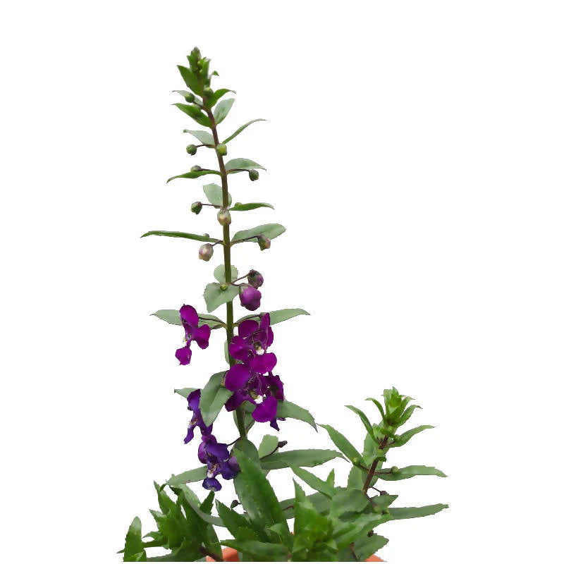 Angelonia a. ArcAngel Dark Purple (0.4m)