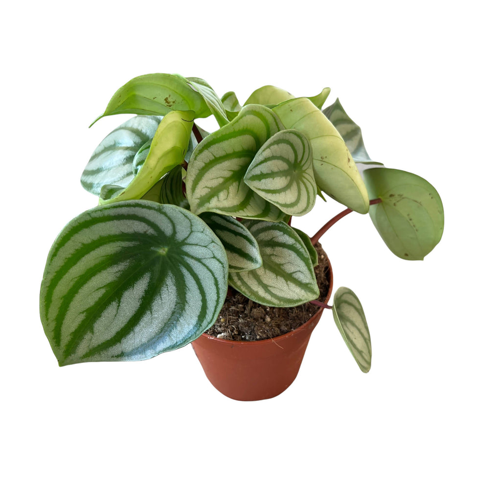 Watermelon Peperomia in Delicate Pink Vibes Fold Coupe (0.30m)