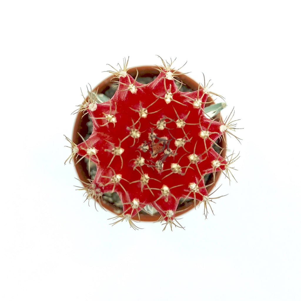 Cactus grafted, Assorted(0.08m)