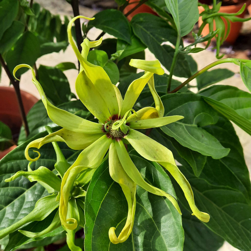 Cananga odorata var. fruticosa, Dwarf Ylang-Ylang Tree (0.65m)