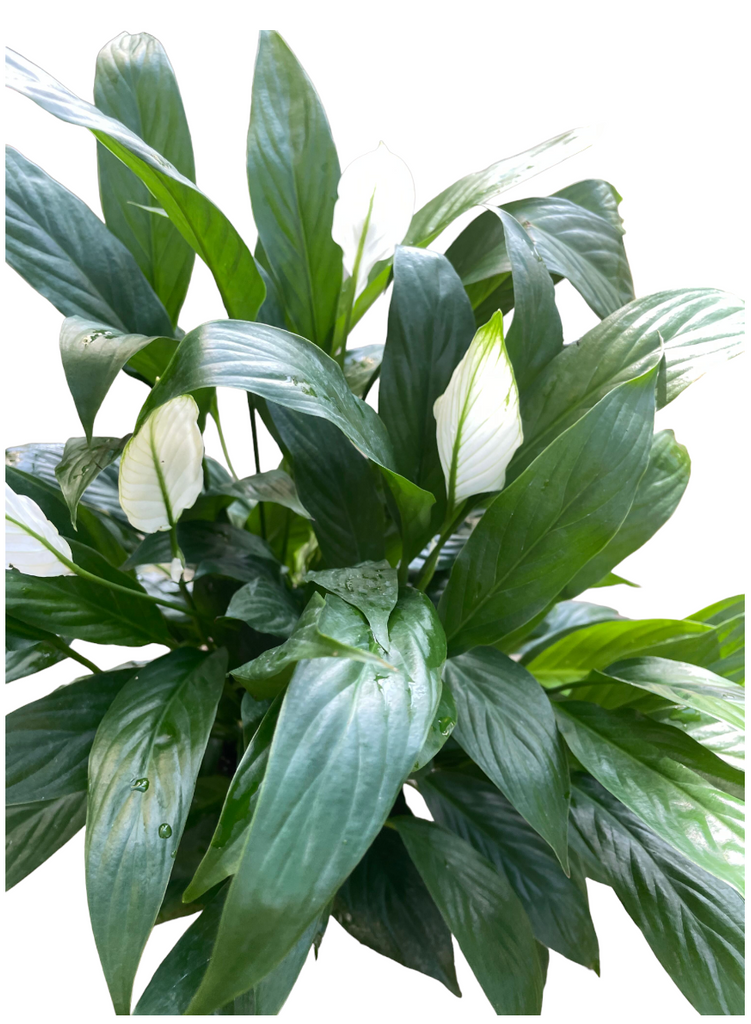 Peace lily in Maya Pot (0.5mh)