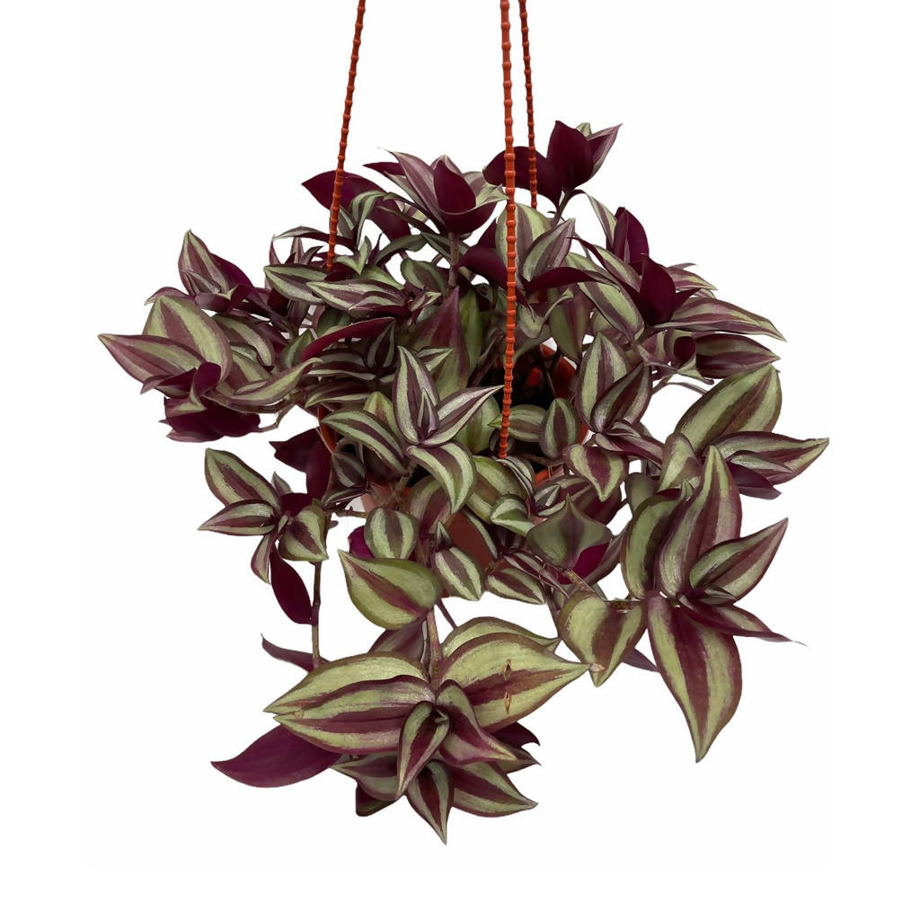 Tradescantia Zebrina (hanging) (0.40mH)