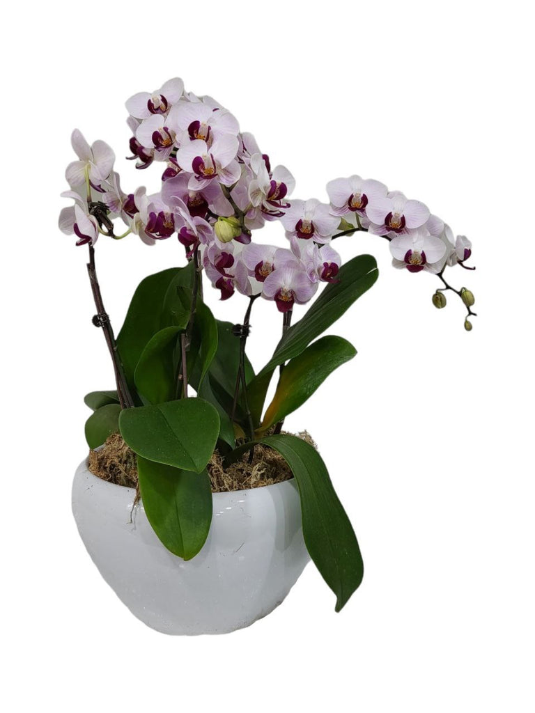 [As-Is] 3 in 1 Phalaenopsis Little Gem Stripe in white ceramic Pot