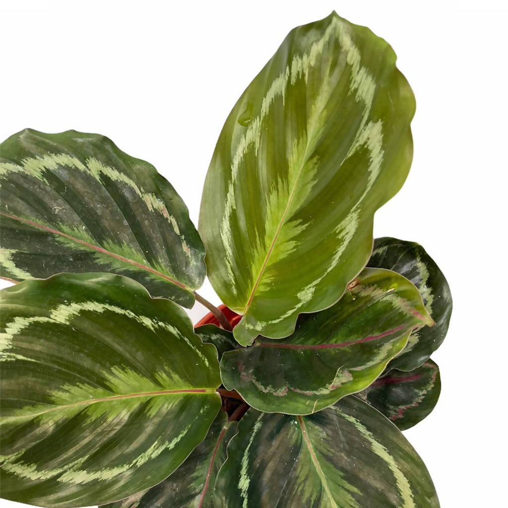 Calathea medallion (0.25mH)
