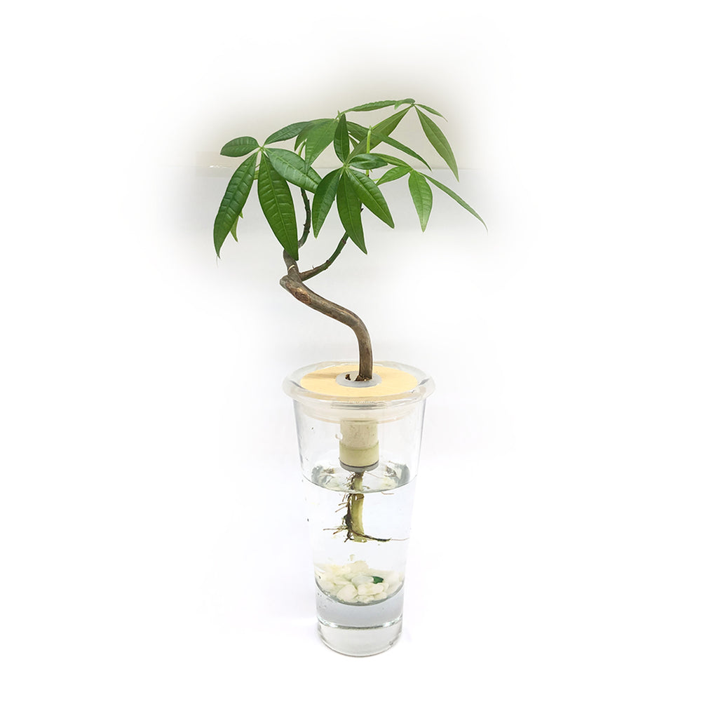 Hydroponic Bonsai in Pretty Vase