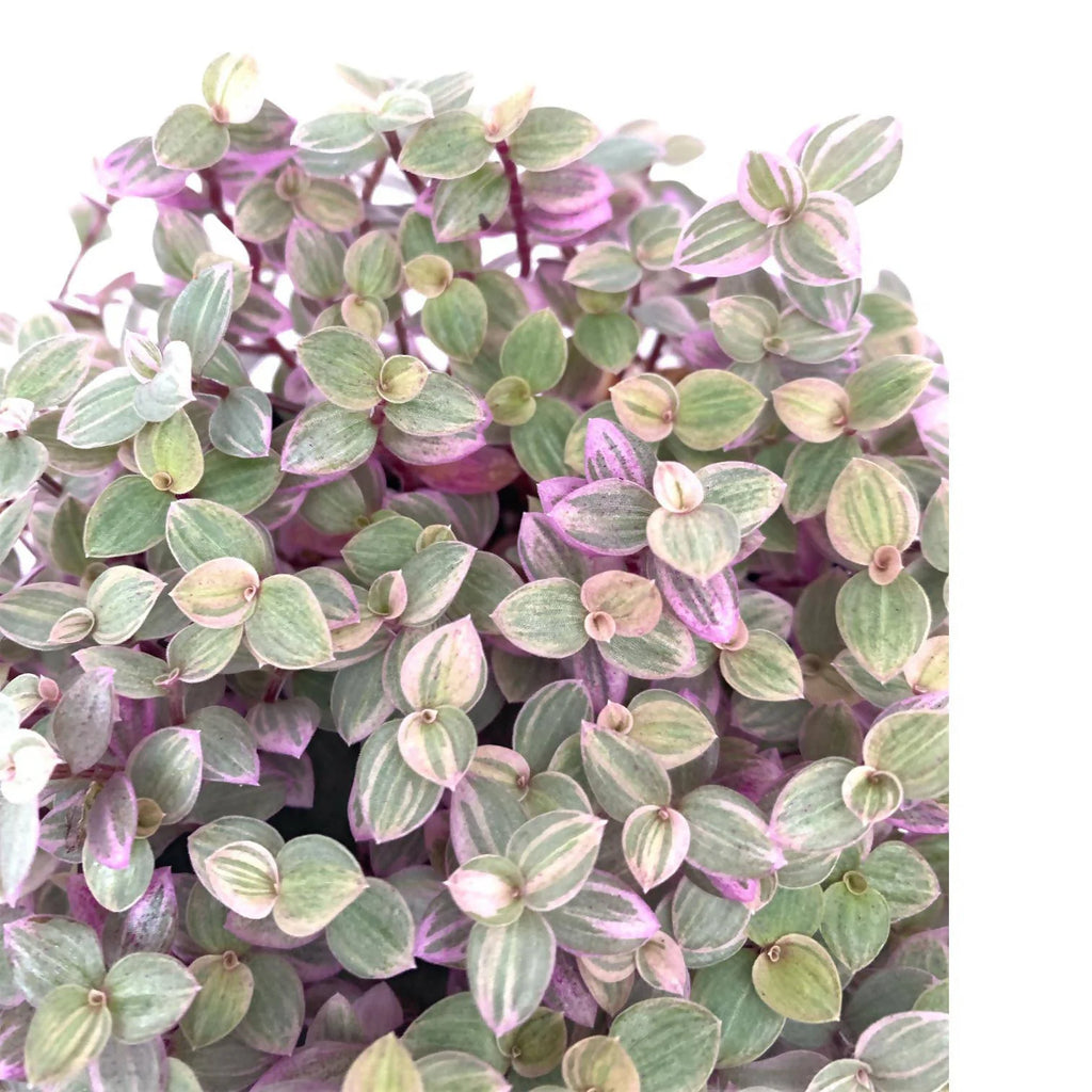 Callisia repens 'Pink Lady', Turtle Vine 彩虹怡心草 (0.11m)