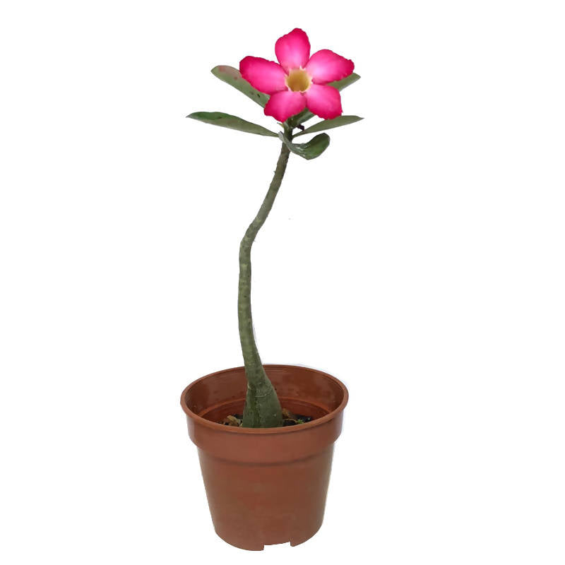 Adenium obesum, Desert Rose, Impala Lily (0.35m)