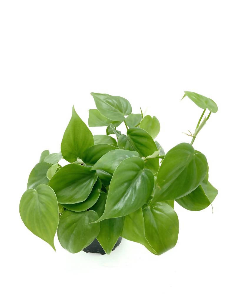 Philodendron Scandens Green in Brique B for Soft Round 14cm (0.25m)