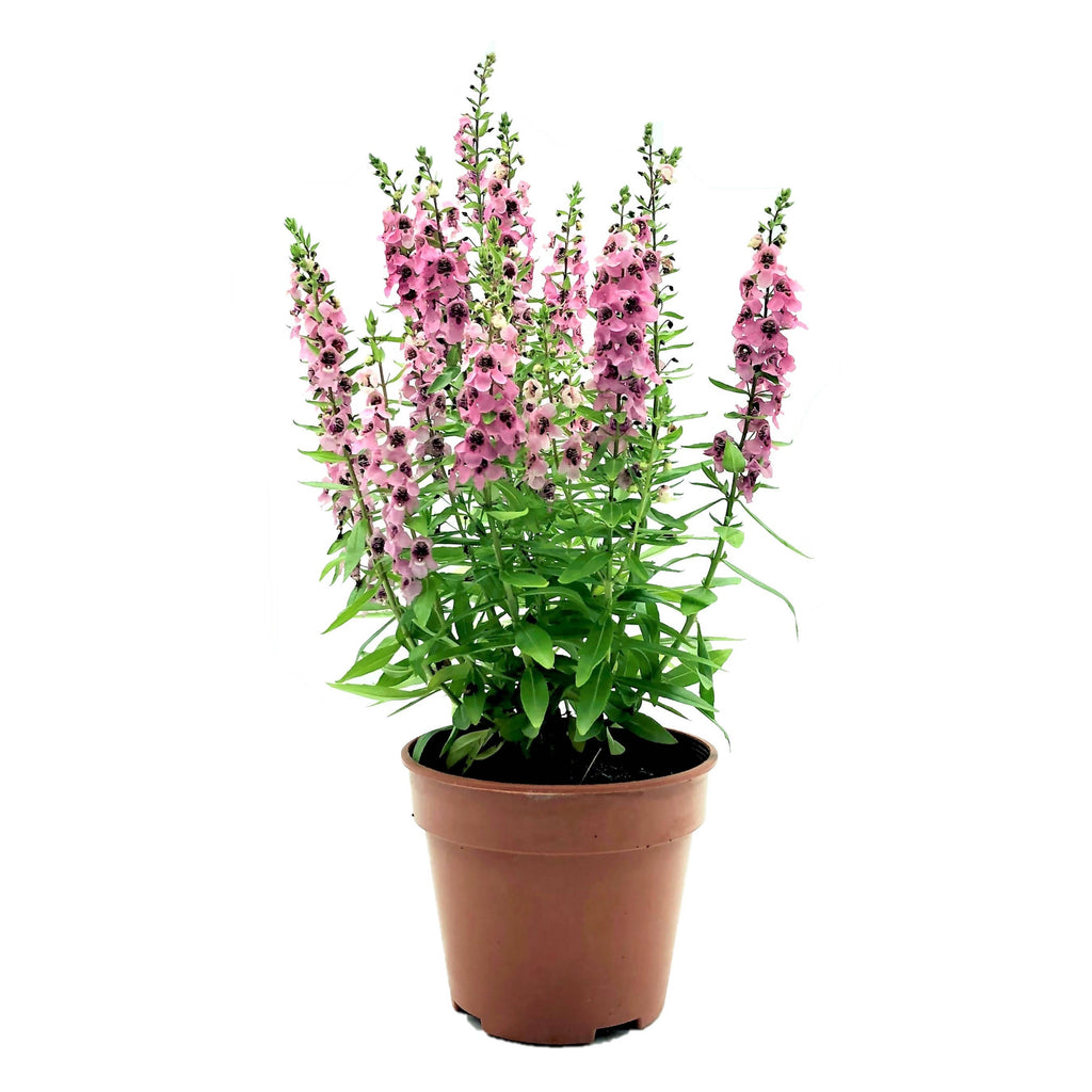 Angelonia angustifolia, Summer Snapdragon, Pink (0.35m)