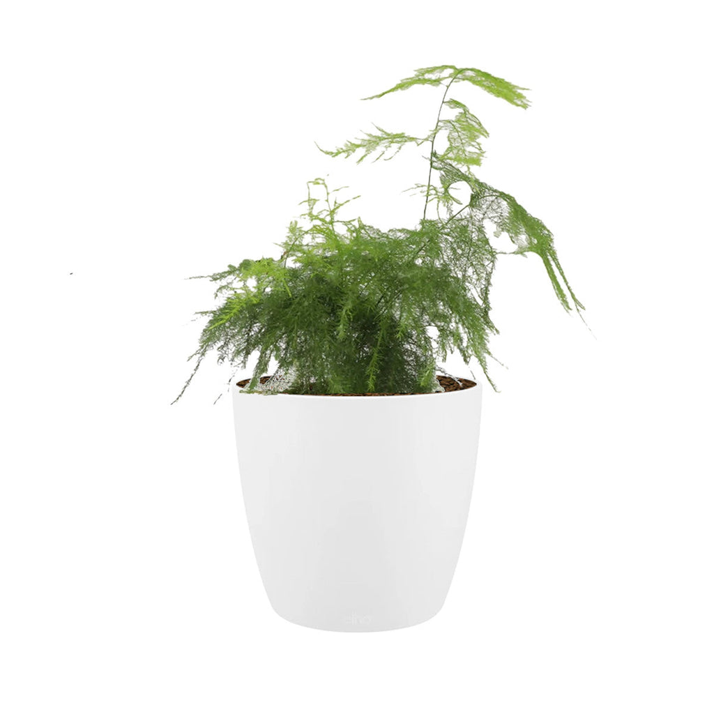 Asparagus Fern in White Brussels Round Mini 14cm (0.2m)