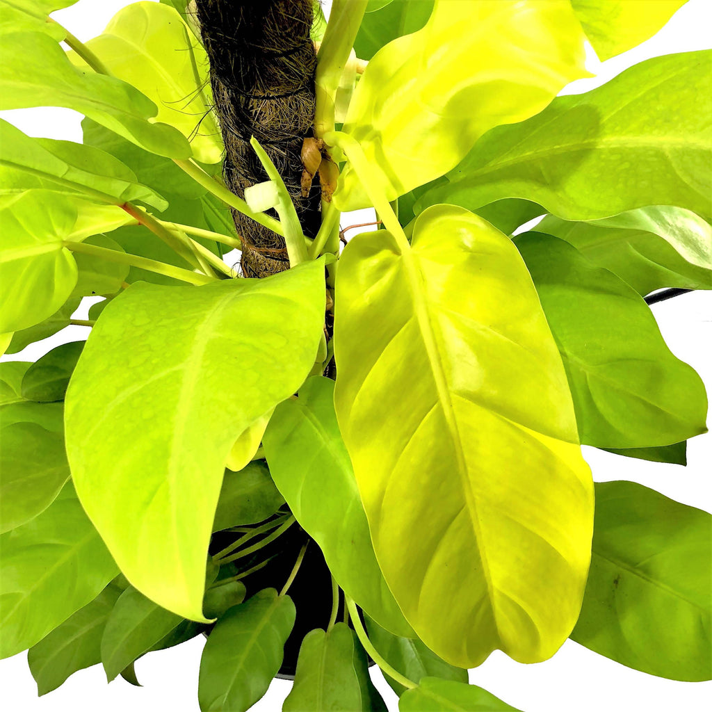 Philodendron erubescens 'Gold', Blushing Philodendron (0.9m)
