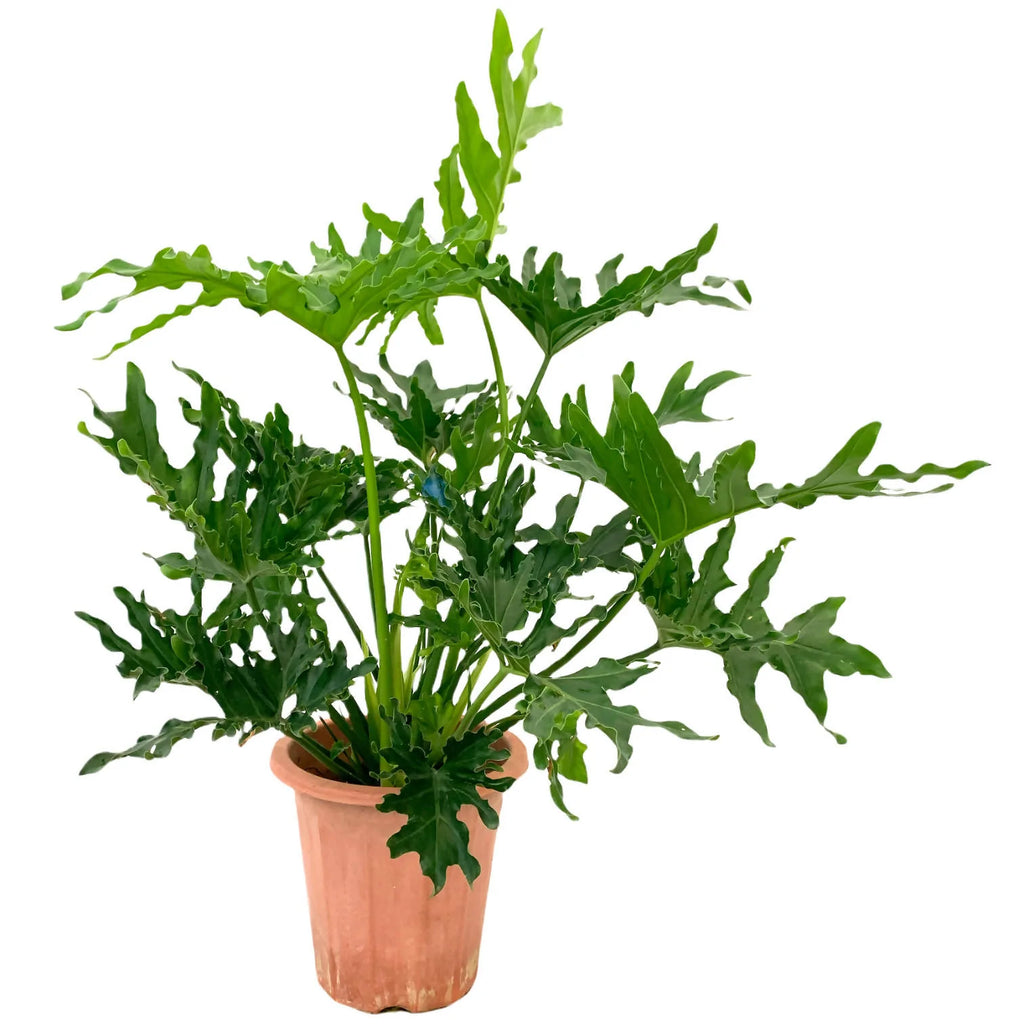 Philodendron selloum (0.6m)