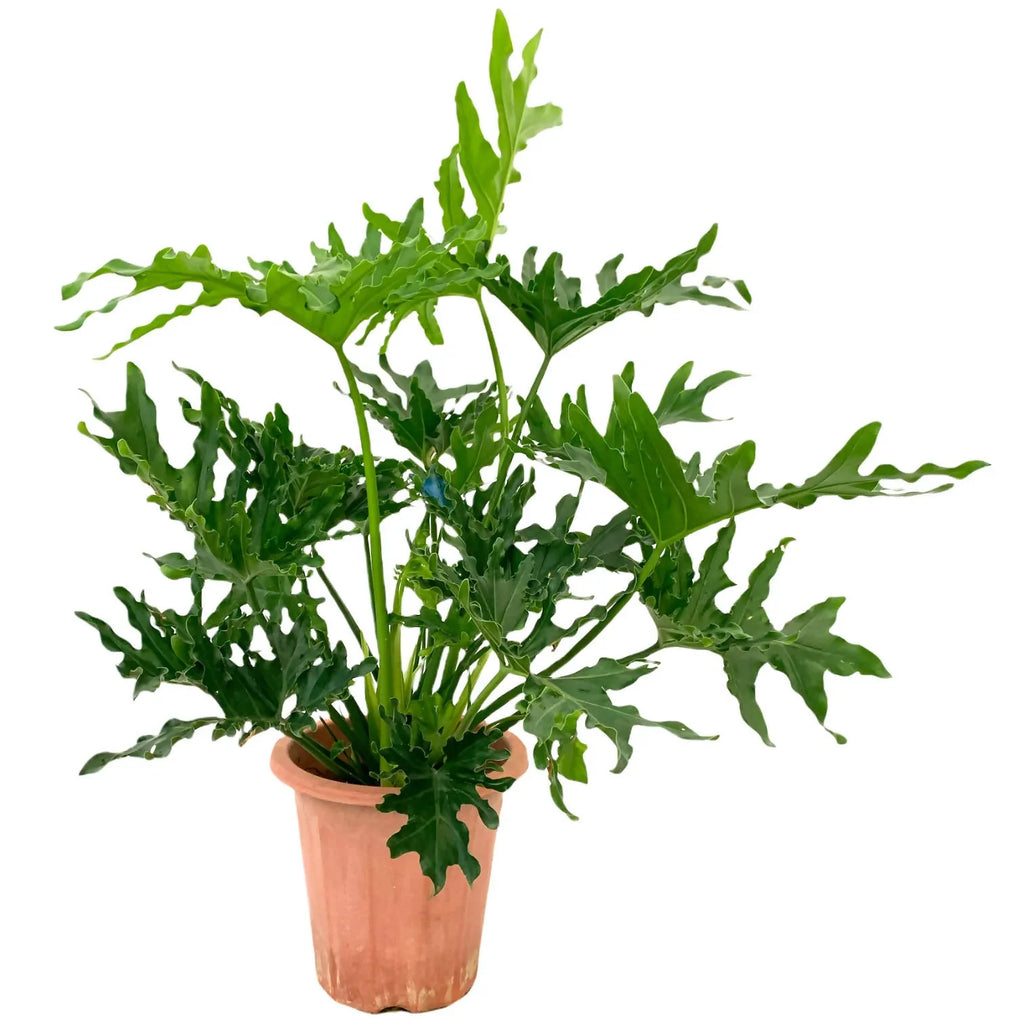 Philodendron Selloum in Coffee Elegante Pot With Stand