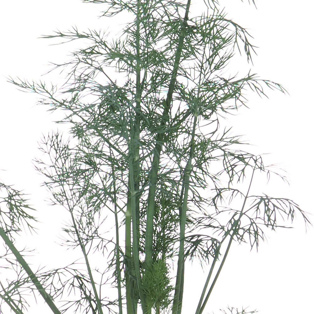 Anethum graveolens, Dill Plant (0.4m)