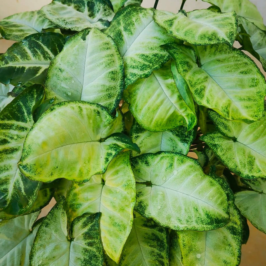 Syngonium, white butterfly (0.18mh)