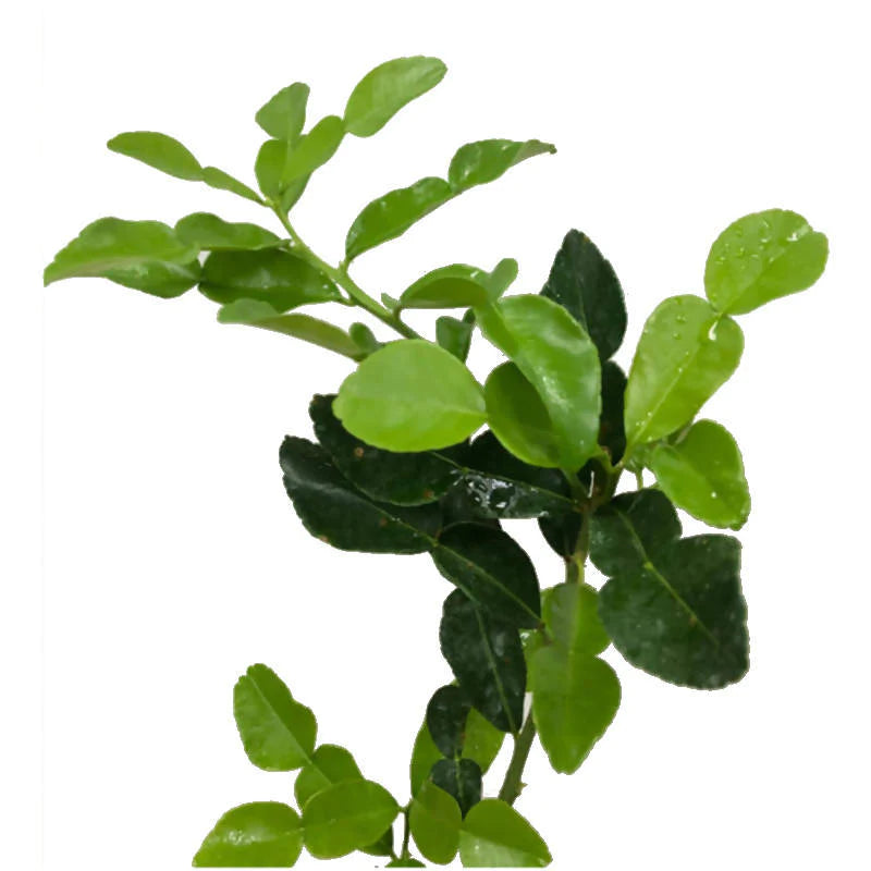 Citrus hystrix, Kaffir Lime, Thai Lime (0.6m)