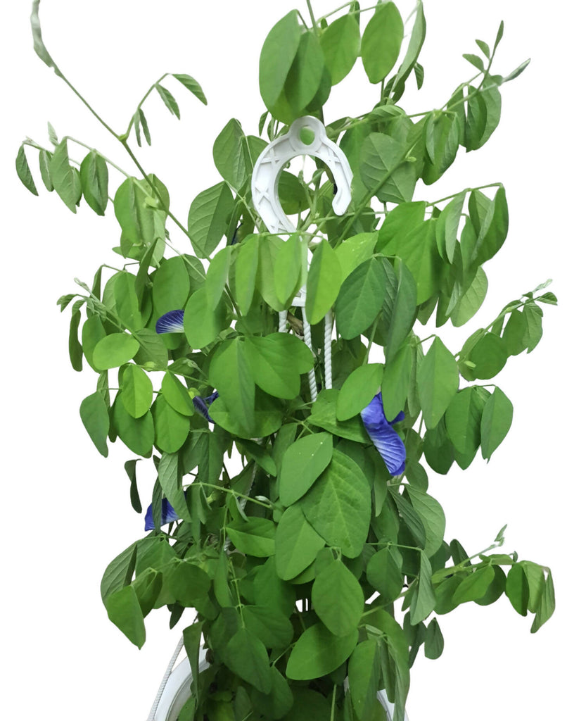 Clitoria ternatea, Butterfly Pea, Blue Pea (hanging) (0.4m)